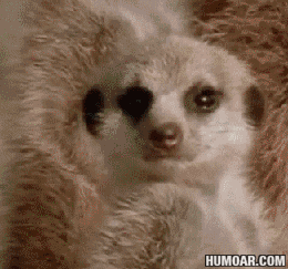 a3190a7cf4787d4c30ef9ecd08c1466e53800472296o.gif