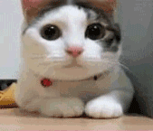 baf0f69d24b687d6c7d9781e734a95ee7a976c27sp7t.gif