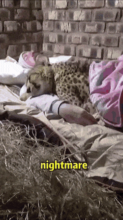 ecc9aaeb12c150774d5c28a3a5eda0c6a8a4be2073ac.gif