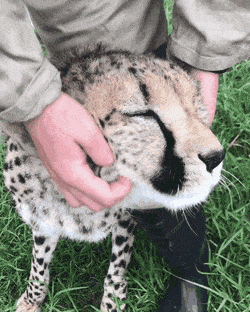 ecc9aaeb12c150774d5c28a3a5eda0c6a8a4be20bri3.gif