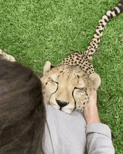 eec44a8c28bfc665e666a63f688cd08903c1b7814tms.gif
