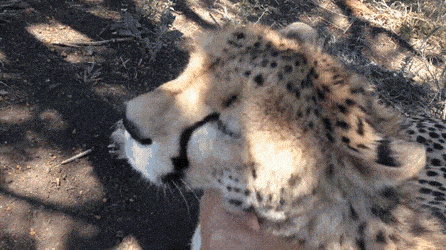 eec44a8c28bfc665e666a63f688cd08903c1b781axjf.gif