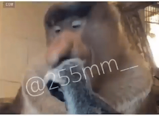 2c0b7427e94203e0a2d2244e3314049b1998cc34ilgo.gif